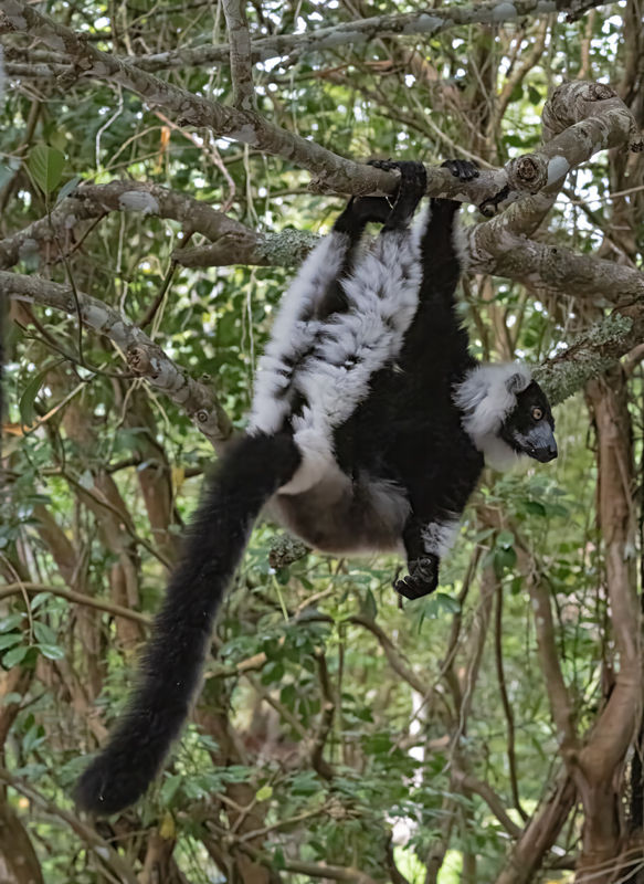 Black-and-white_Ruffed_Lemur_24_Madagascar_526