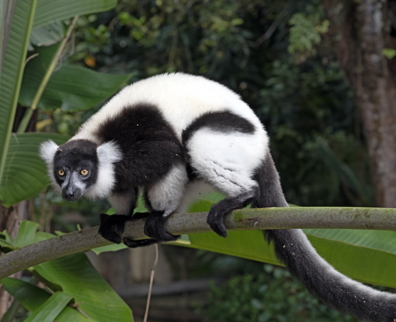 Black-and-white_Ruffed_Lemur_24_Madagascar_532