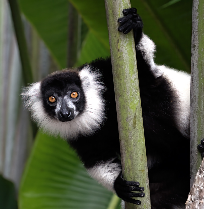Black-and-white_Ruffed_Lemur_24_Madagascar_549