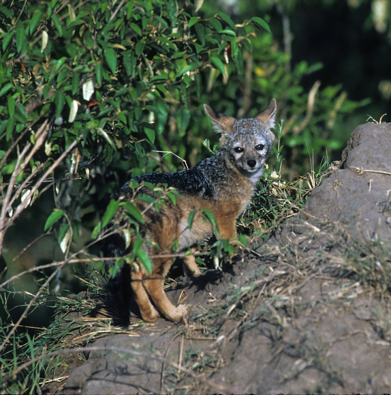Black-backed_Jackal_90_Kenya_003