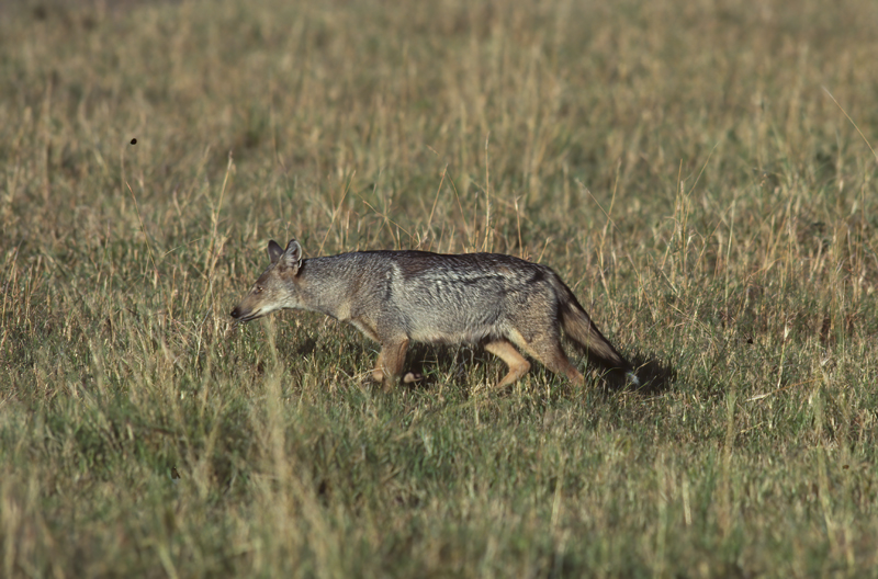 Black-backed_Jackal_90_Kenya_005