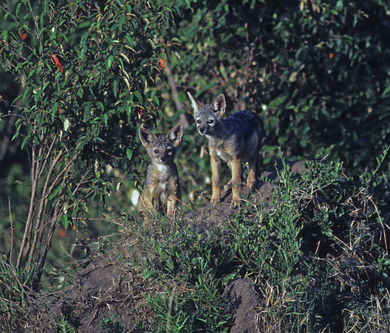 Black-backed_Jackal_90_Kenya_007