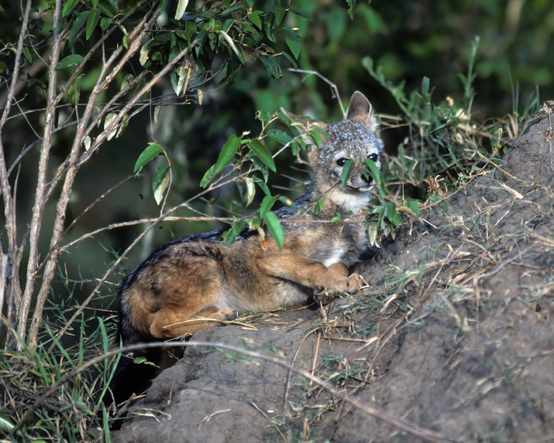 Black-backed_Jackal_90_Kenya_008