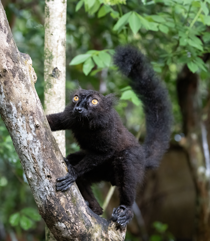 Black_Lemur_24_Madagascar_140
