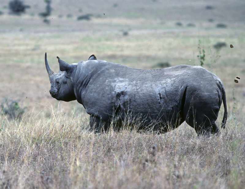 Black_Rhinoceros_90_Kenya_004