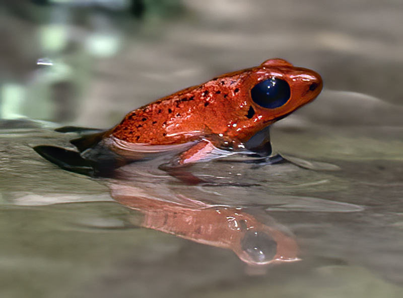 Blue_Jeans_Poison_Dart_Frog_18_Costa_Rica_041