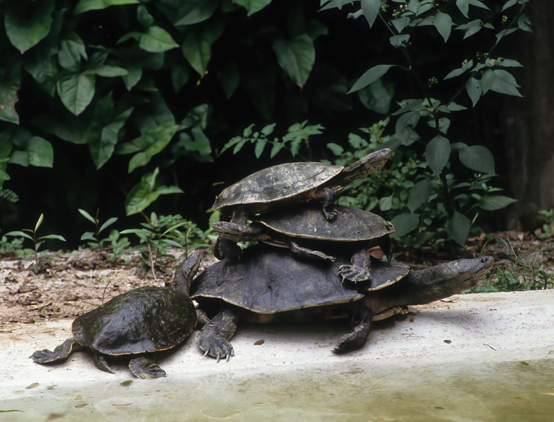 Brazil_91_006