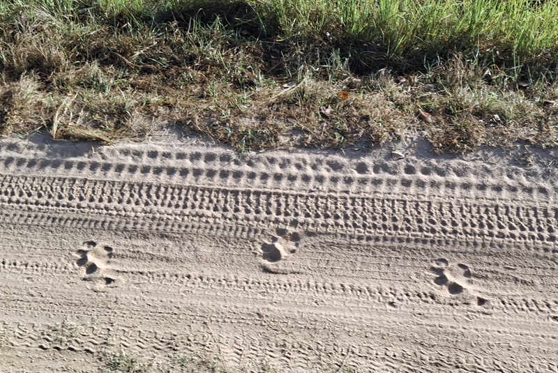Brngal_Tiger_Paw_Prints