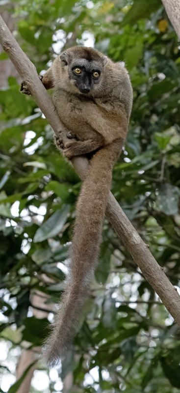 Brown_Lemur_24_Madagascar_144