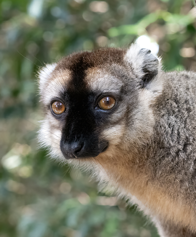 Brown_Lemur_24_Madagascar_152