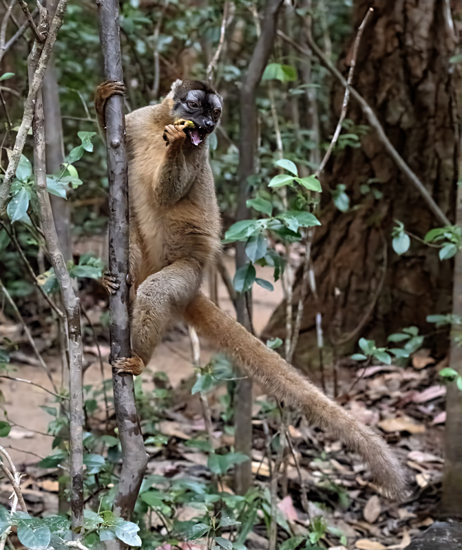 Brown_Lemur_24_Madagascar_164