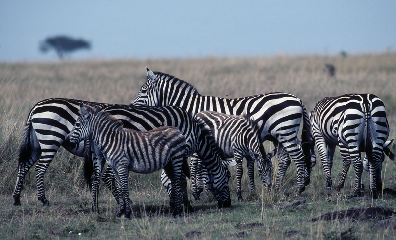 Burchells_Zebra_90_Kenya_001