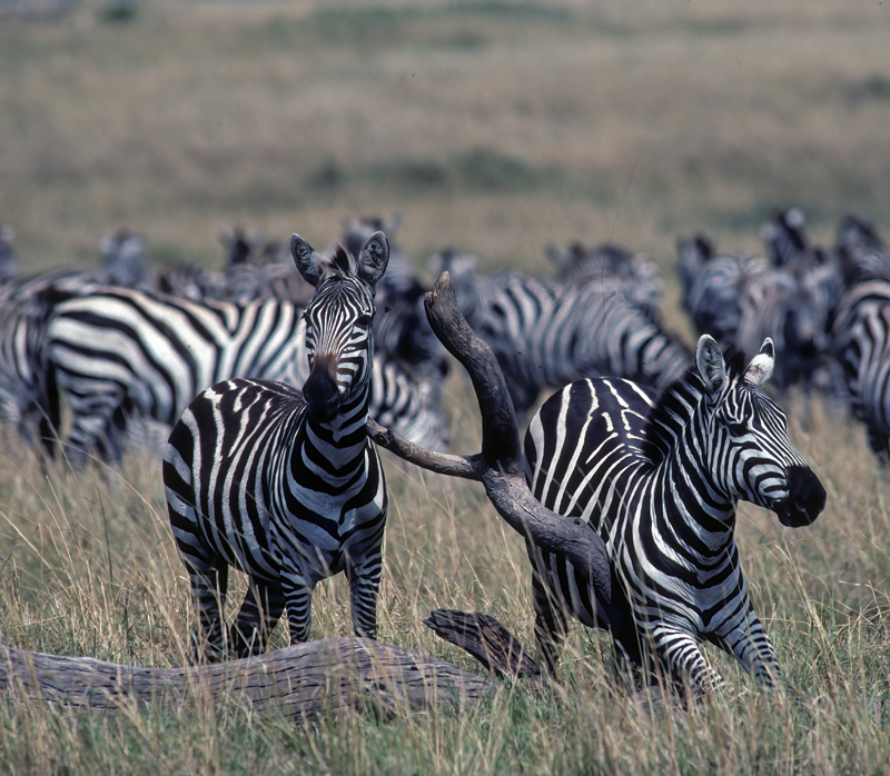 Burchells_Zebra_90_Kenya_004