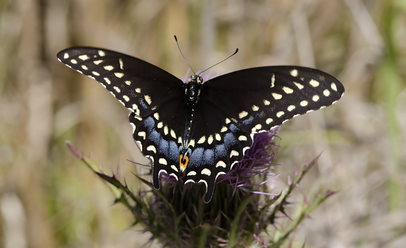 Butterfly_CA_11_003