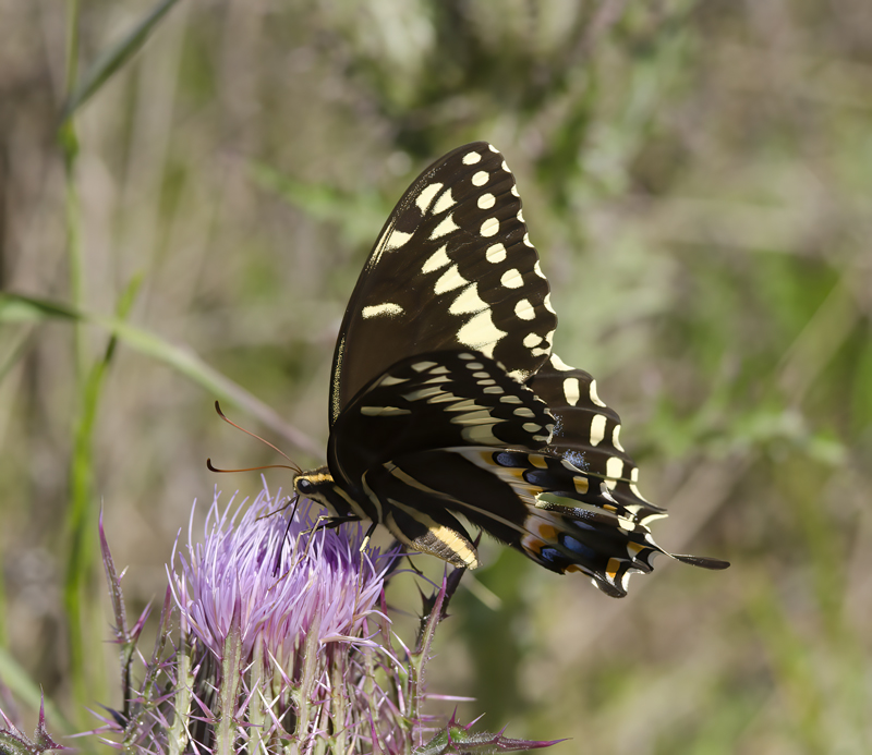Butterfly_CA_11_014