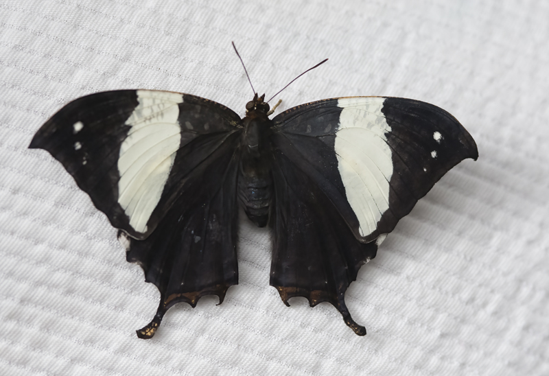 Butterfly_unknown_18_Costa_Rica_004