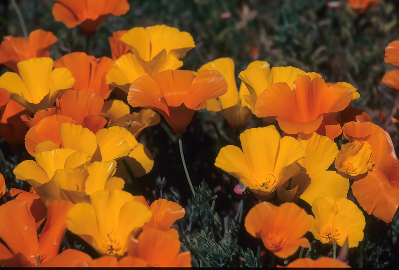 CA_Gorman_86_022