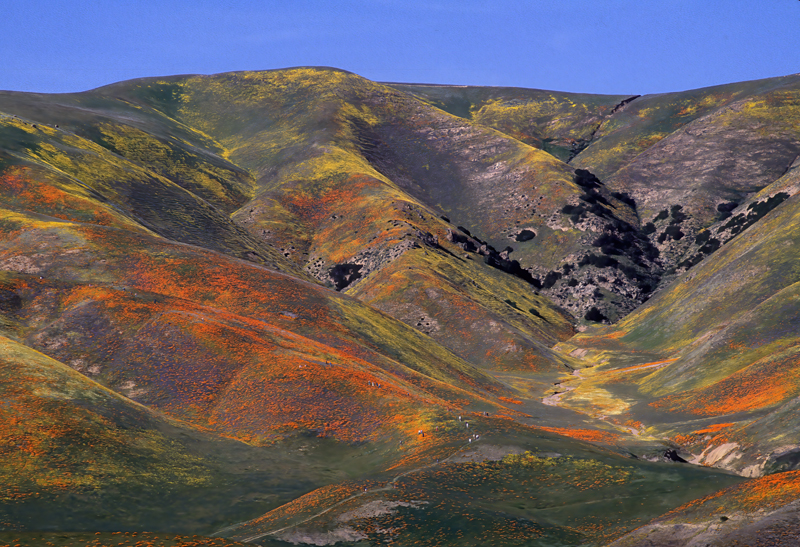 CA_Gorman_92_026