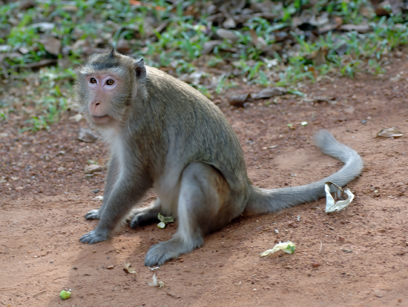 Cambodia_06_028