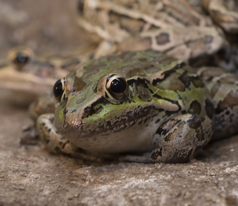 Cane_Toad_18_Costa_Rica_011