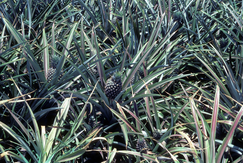Caribbean_83_001