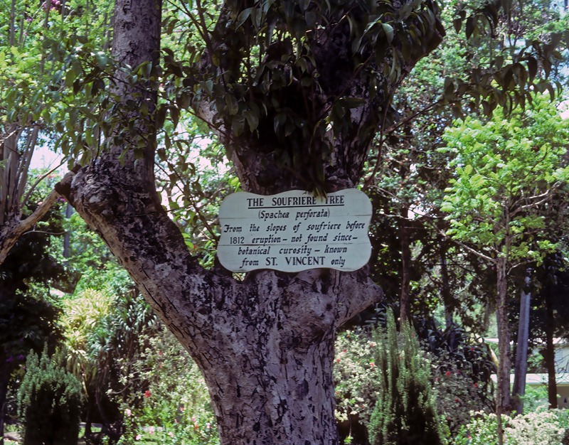 Caribbean_83_009