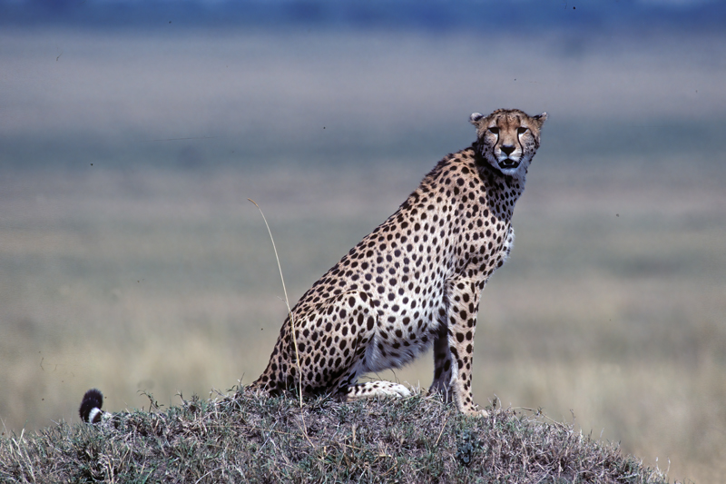 Cheetah_90_Kenya_015