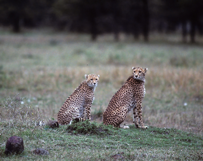 Cheetah_90_Kenya_018