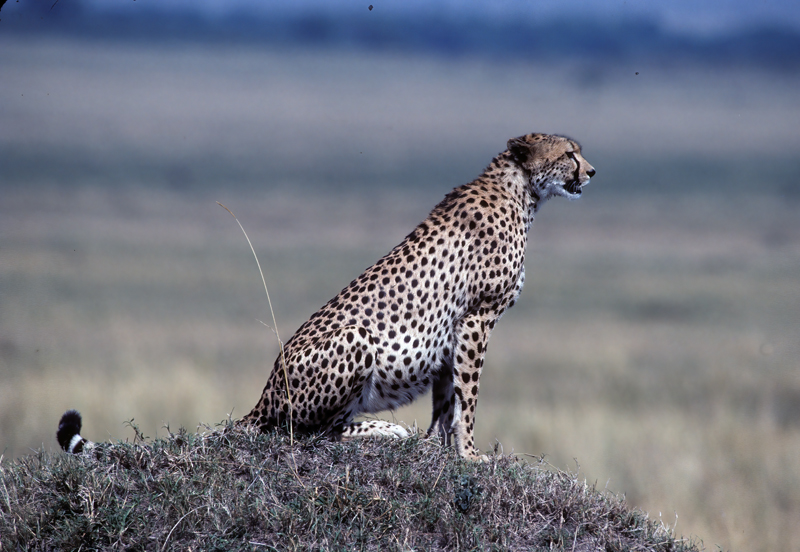 Cheetah_90_Kenya_020