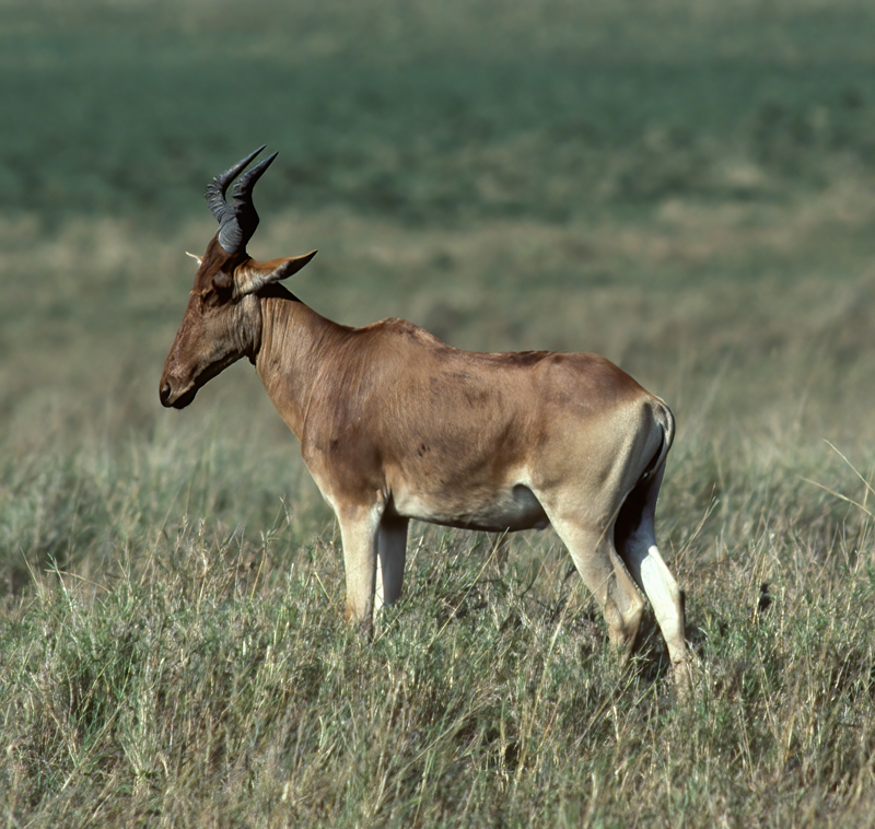 Cokes_Hartebeest_90_Kenya_001