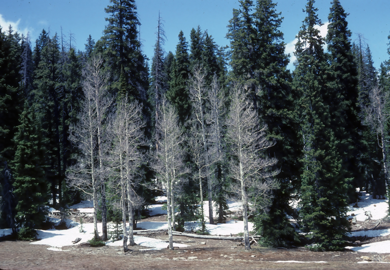 Colorado_82_005
