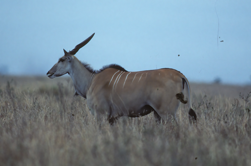 Common_Eland_90_Kenya_003