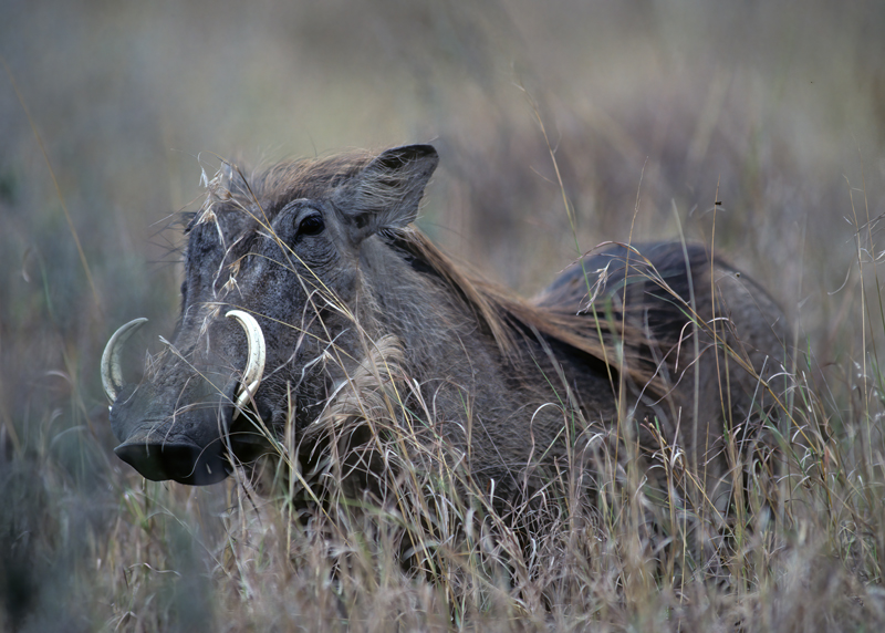 Common_Warthog_90_Kenya_001