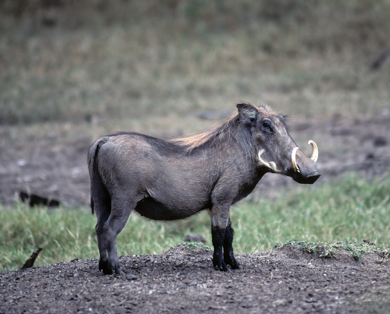 Common_Warthog_90_Kenya_002