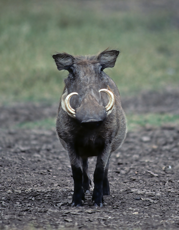 Common_Warthog_90_Kenya_003