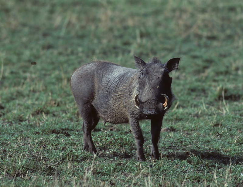 Common_Warthog_90_Kenya_004