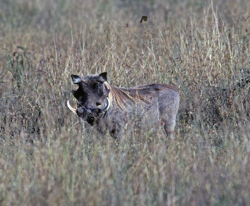 Common_Warthog_90_Kenya_005
