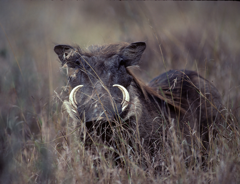 Common_Warthog_90_Kenya_006