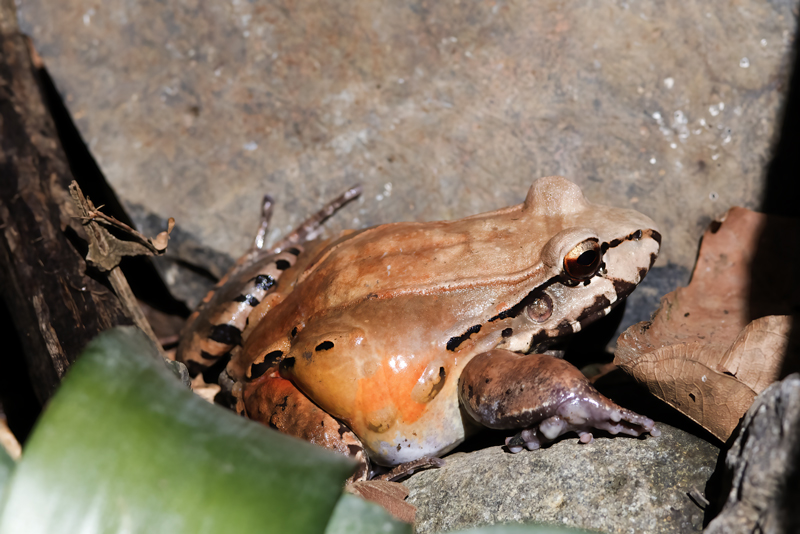 Costa_Rica_Bullfrog_18_Costa_Rica_014