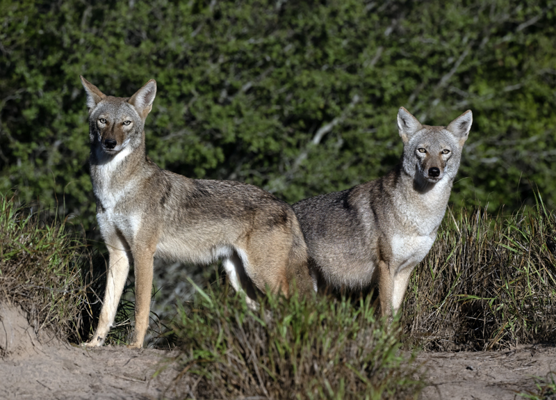Coyote_22_TX_005