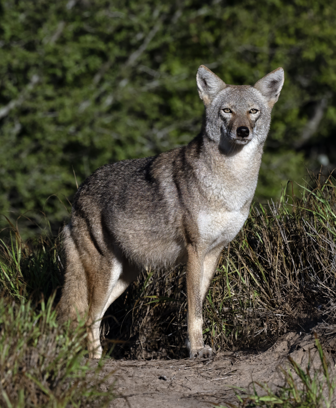 Coyote_22_TX_007