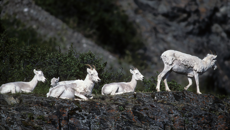 Dall_Sheep_89_BC_Canada_001
