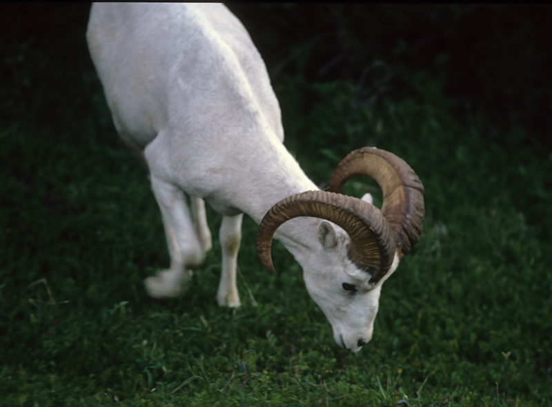 Dall_Sheep_89_BC_Canada_004