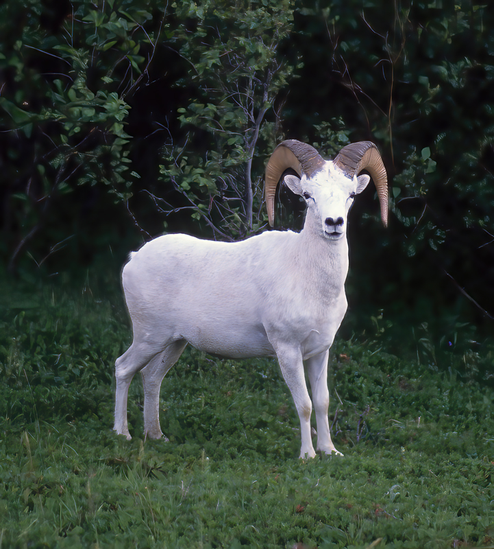 Dall_Sheep_89_BC_Canada_005