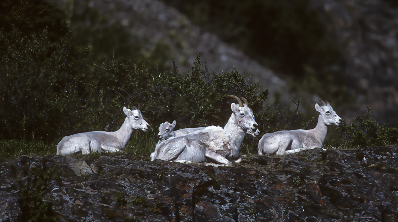 Dall_Sheep_89_BC_Canada_006