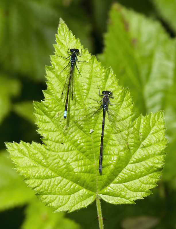Damselfly_CA_14_011
