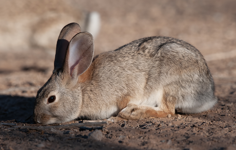 Desert_Cottontail_Rabbit_10_CA_002