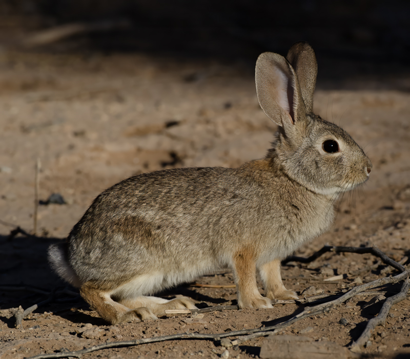 Desert_Cottontail_Rabbit_10_CA_004