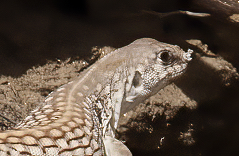 Desert_Iguana_13_CA_001