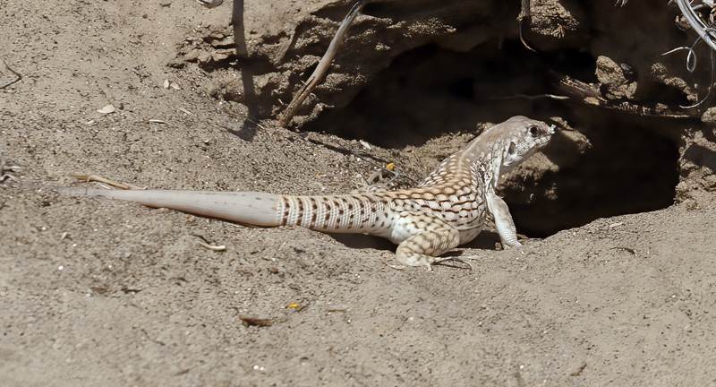 Desert_Iguana_13_CA_002